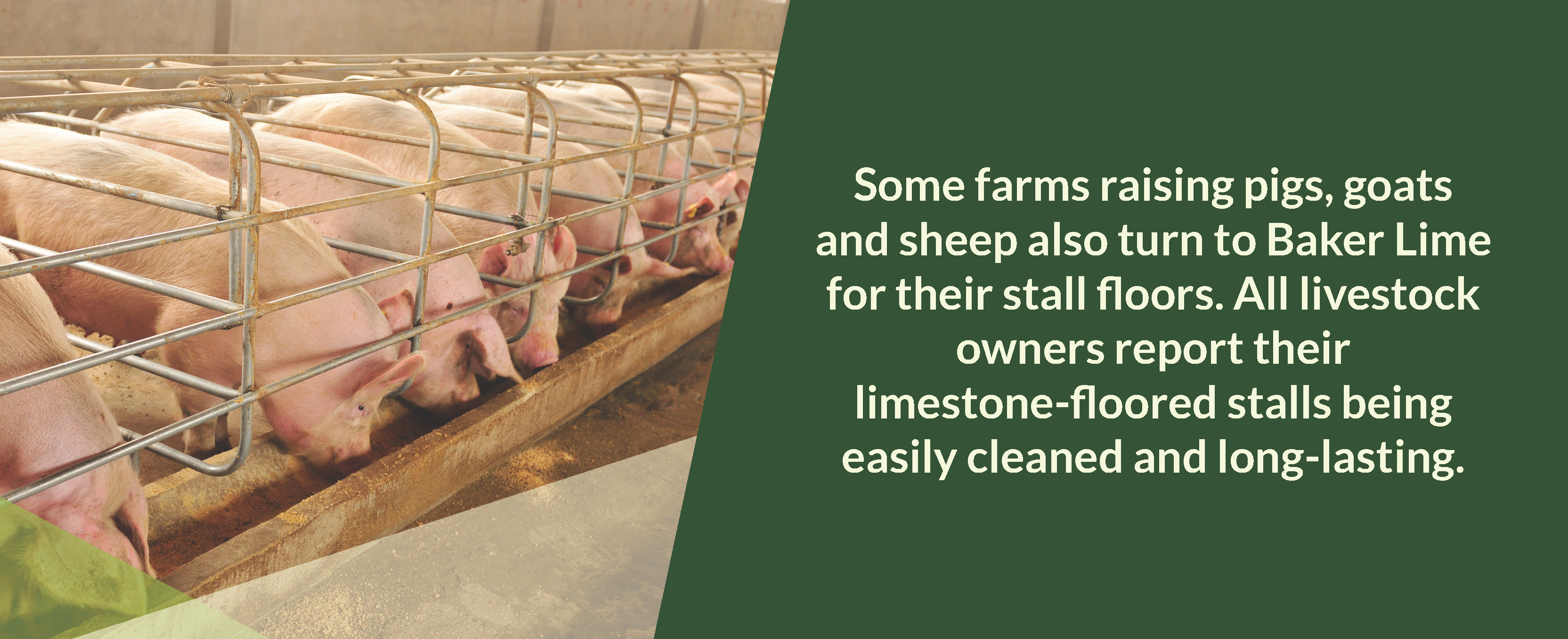 some farms raising pigs goats and sheep also turn to baker lime for their stall floors