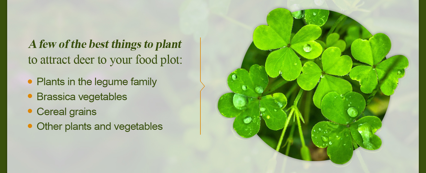 a few of the best things to plant to attract deer to your food plot