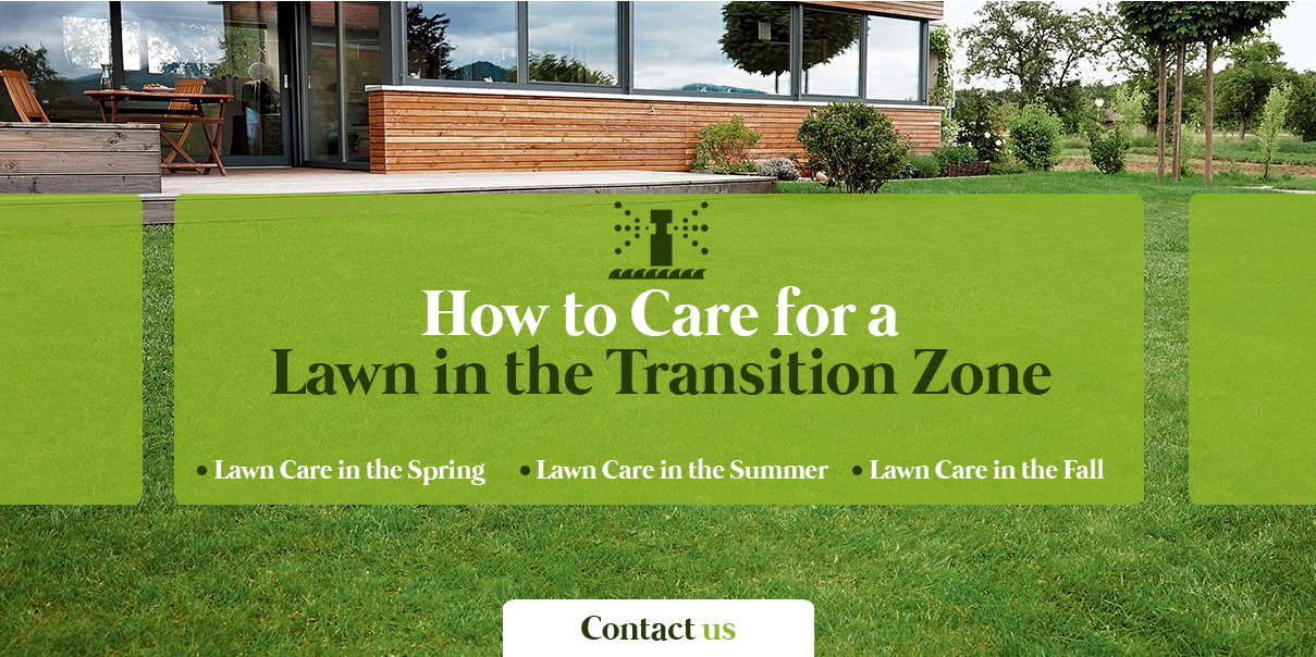 how to care for a lawn in the transition zone