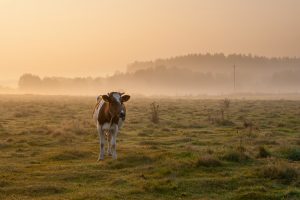 Cow grazing in a grassy field
