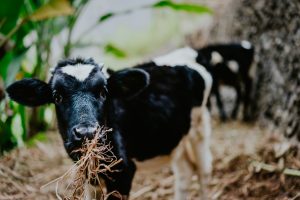 Dairy cow eating