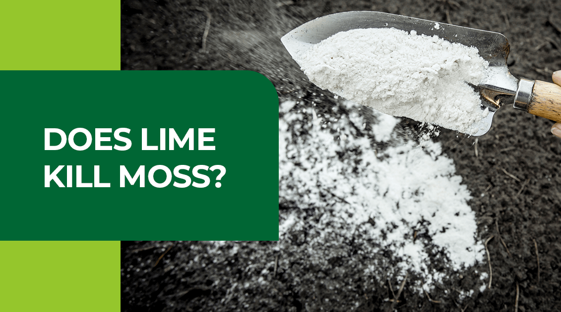 does lime kill moss