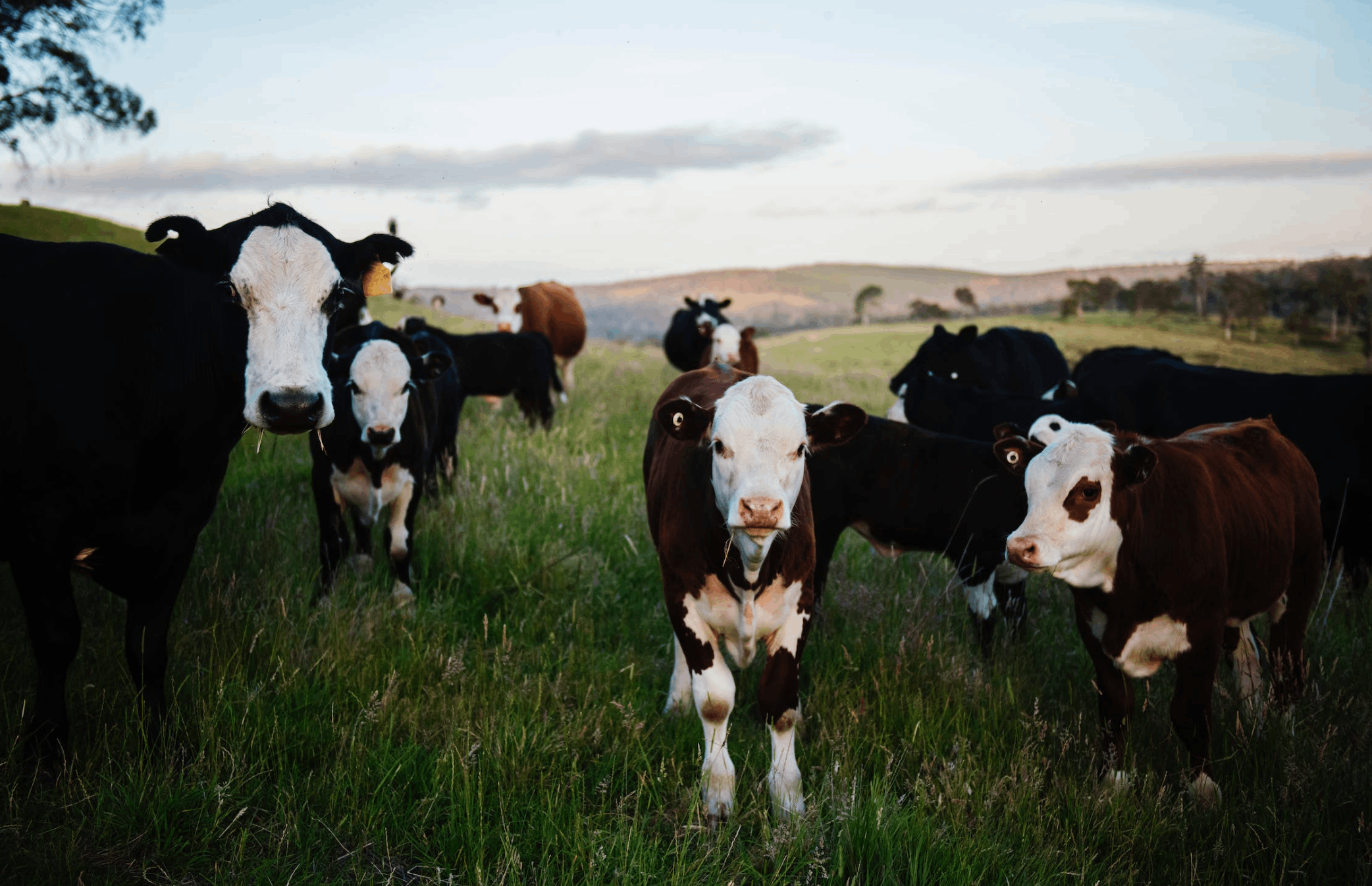 Small Scale Livestock