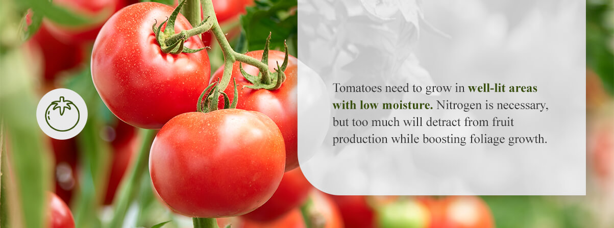 conditions to grow tomatoes in