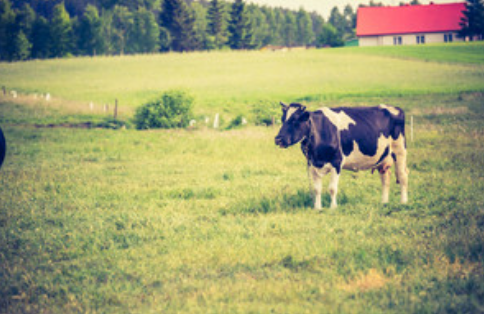 cow in pasture