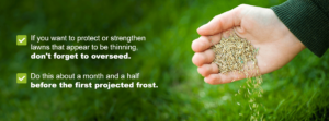 Strengthen lawns by overseeding before the first projected frost.